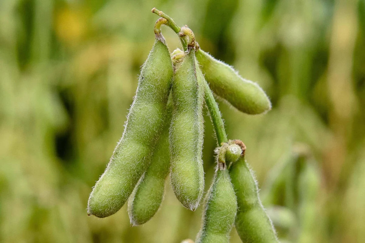 Chiba Green – Organic Soybean Seed